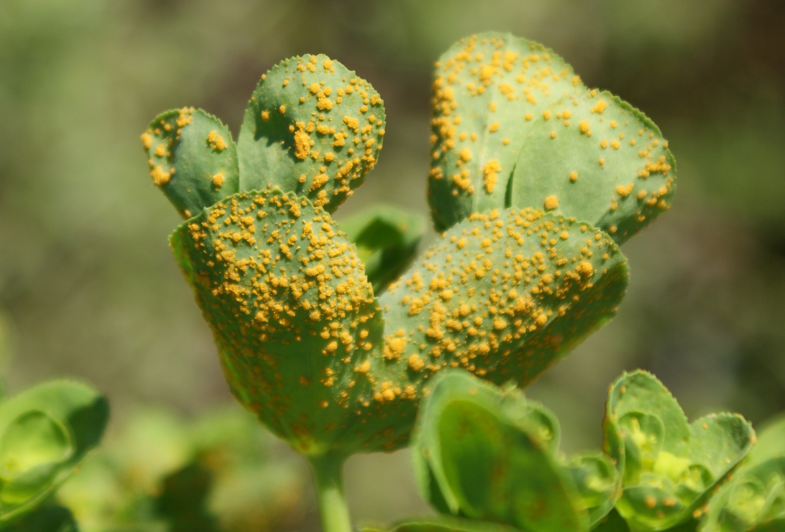 Представитель Семейства Melampsoraceae